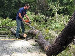 Seasonal Cleanup (Spring/Fall) in Three Rivers, TX