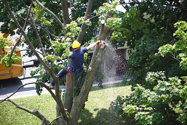 Three Rivers, TX Tree Services Company