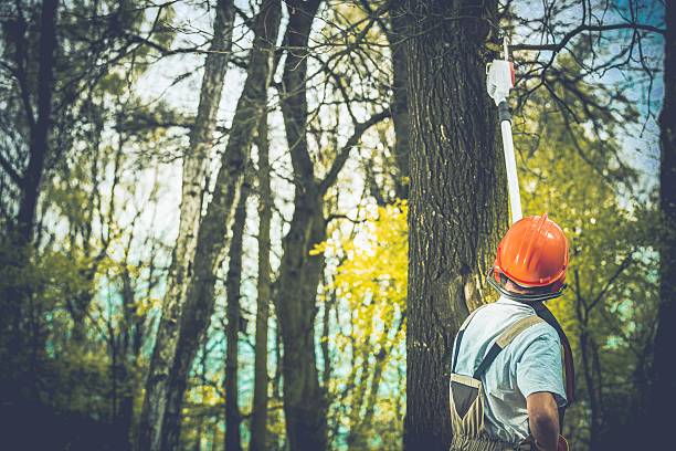 How Our Tree Care Process Works  in  Three Rivers, TX